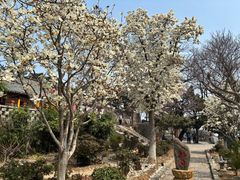 -崂山仰口游览区