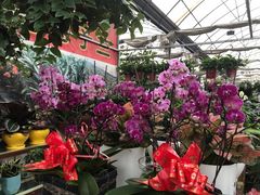 -秦美花卉(天朗·莱茵小城2期店)