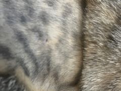 -乐琪宠物医院·犬猫专科·骨外科·急重症