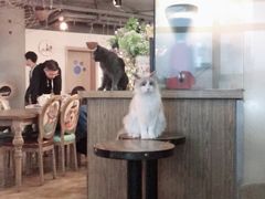 大堂-共舞时光猫咖·狗咖(新街口店)