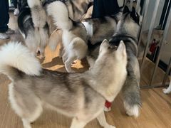-Husky Go! 哈士奇体验馆·宠物咖啡厅狗咖