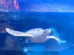 -海合安武汉极地海洋公园