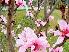 -桃花堤公园