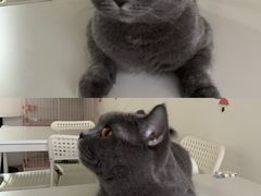 -我爱猫咪·猫咖·狗咖·安哥拉兔·羊驼咖(小寨华旗店)