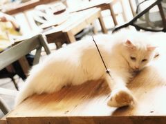 -吉丁鸟咖·异宠·寄养
