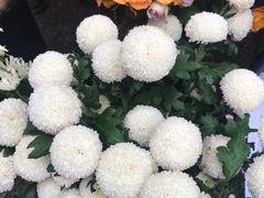 -重庆市江北嘴中央商务区中央公园