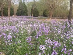 -苏家坨柳林村二月兰花海