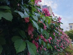 -龙盛活力小镇