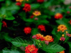 -国家植物园