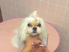 -FAELING PETS美天灵宠物(富力广场店)