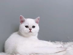 -1013 PET SHOP精品宠物商店(丁香店)