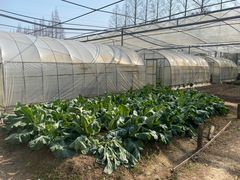-前小桔亲子创意农场·草莓采摘·露营烧烤