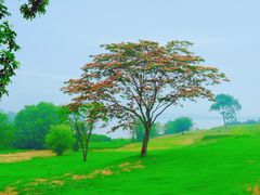 -盘龙城国家考古遗址公园