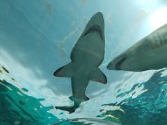 -瑞普利水族馆