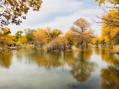 -金塔沙漠胡杨林景区