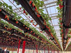 -建德果蔬乐园绪塘草莓基地