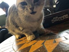 -猫猫幼稚园·撸猫·桌游·电玩