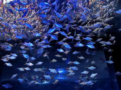 -成都浩海立方海洋公园