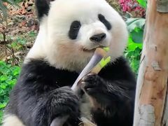 -米村拌饭(金象城店)