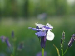 -苏家坨柳林村二月兰花海