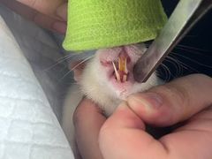 -爱侣宠医·鹦鹉专科·小型哺乳类·异宠专科(灵石路店)