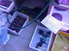 -山东柏宁水族批发广场