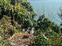 -阿尔卡特拉斯岛