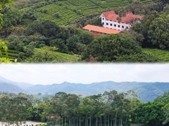 -雁南飞茶田景区