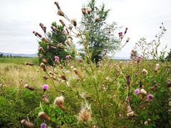 -野鸭湖国家湿地公园