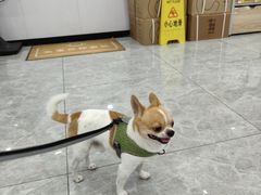 -艾贝尔宠物医院·宠保定点·超声绝育·免疫点(樱花路店)