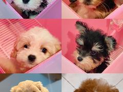 -翊宠yipet猫狗购宠庄园犬舍•猫舍