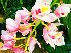 -北京植物园-展览温室