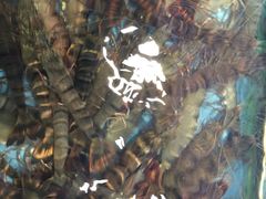 -宜宾海鲜酒家·三十年老字号