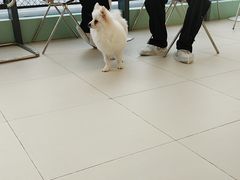 -怪兽屋·羊驼·猫咖·狗咖(俊华广场店)