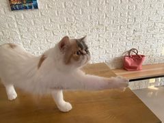 -平行世界·猫咖(首经贸店)