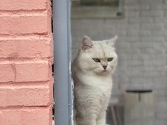 -喵屿·大理花园猫咖