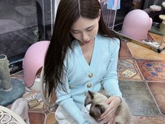 -糯米喵星人总部直营旗舰店·猫舍·幼猫出售