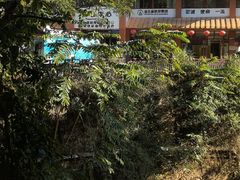 -西双版纳原始森林公园