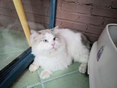 -喵屿·大理花园猫咖