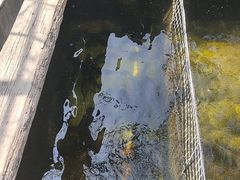 -北京龙庆四季香农家饭庄·灶台鱼·碳烤虹鳟鱼(龙庆峡店)