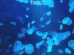-江和美海洋公园