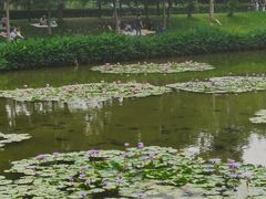 -深圳仙湖植物园