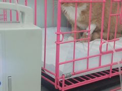 -美联众合宠物医院·爱萌分院·内外科·猫科中心