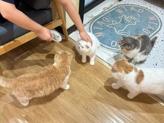 -滚猫咖啡·猫咖·猫友好撸猫(未来城店)