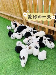 -萌宠亲子动物乐园(槐房万达店)