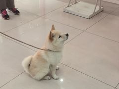 -全心全意连锁动物医院·微创中心·内科急重症·心脏专科(丰管路店)