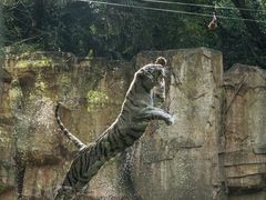 -广州长隆野生动物世界