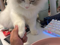 -小猫来了·猫舍(红山六九七九店)