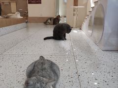 -猫域·湾主题猫咖·宠物吧(南坪城市广场店)