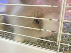 -宠物兔专门店(天丰利市场店)